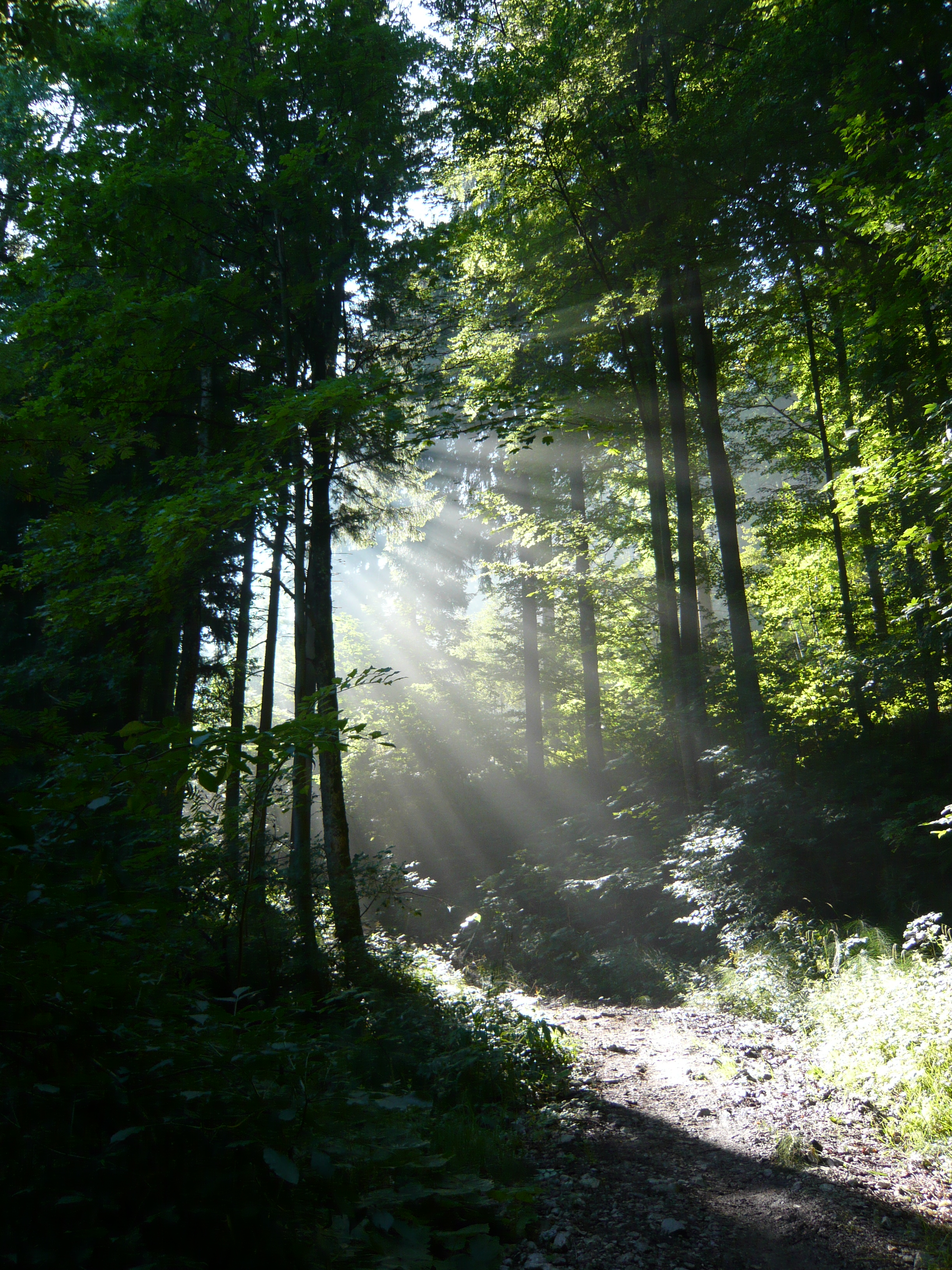 � Eckart Schneider